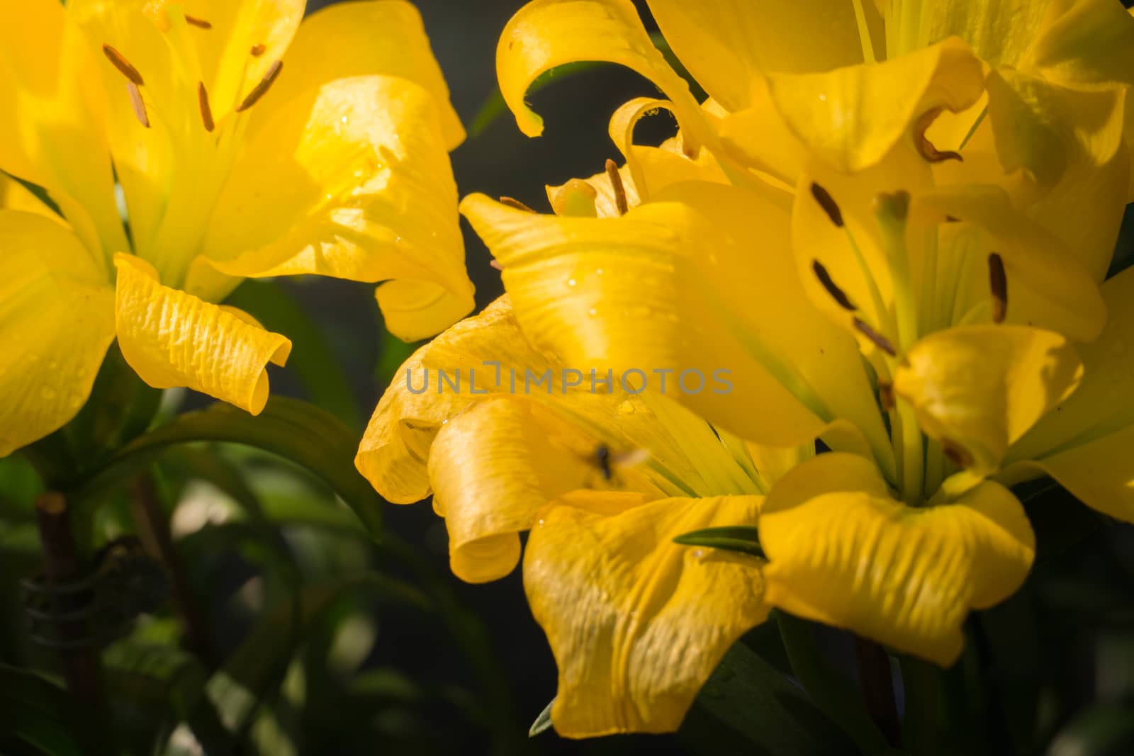 The background image of the colorful flowers, background nature