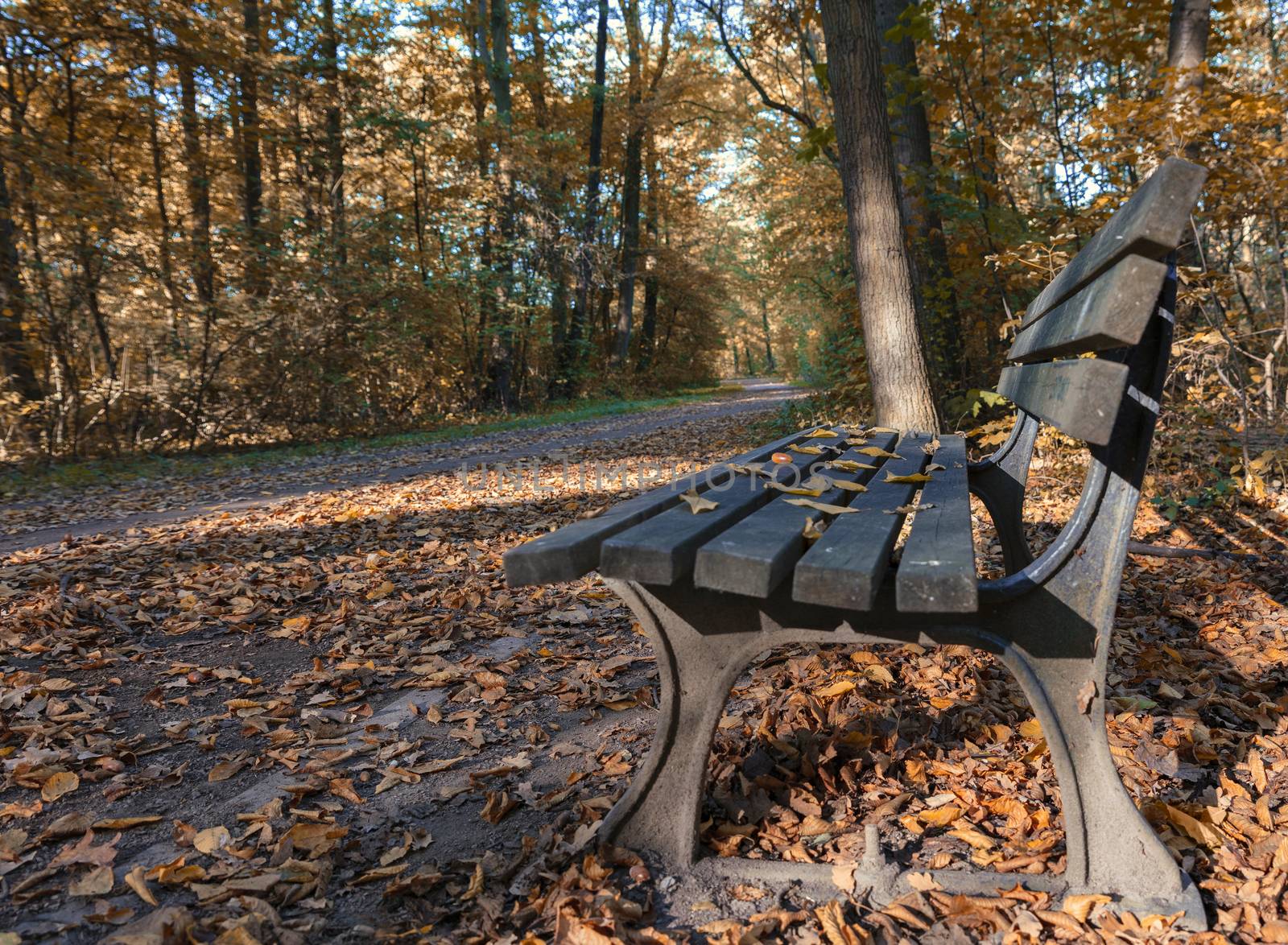 Bench and oak tree in city park in the autumn