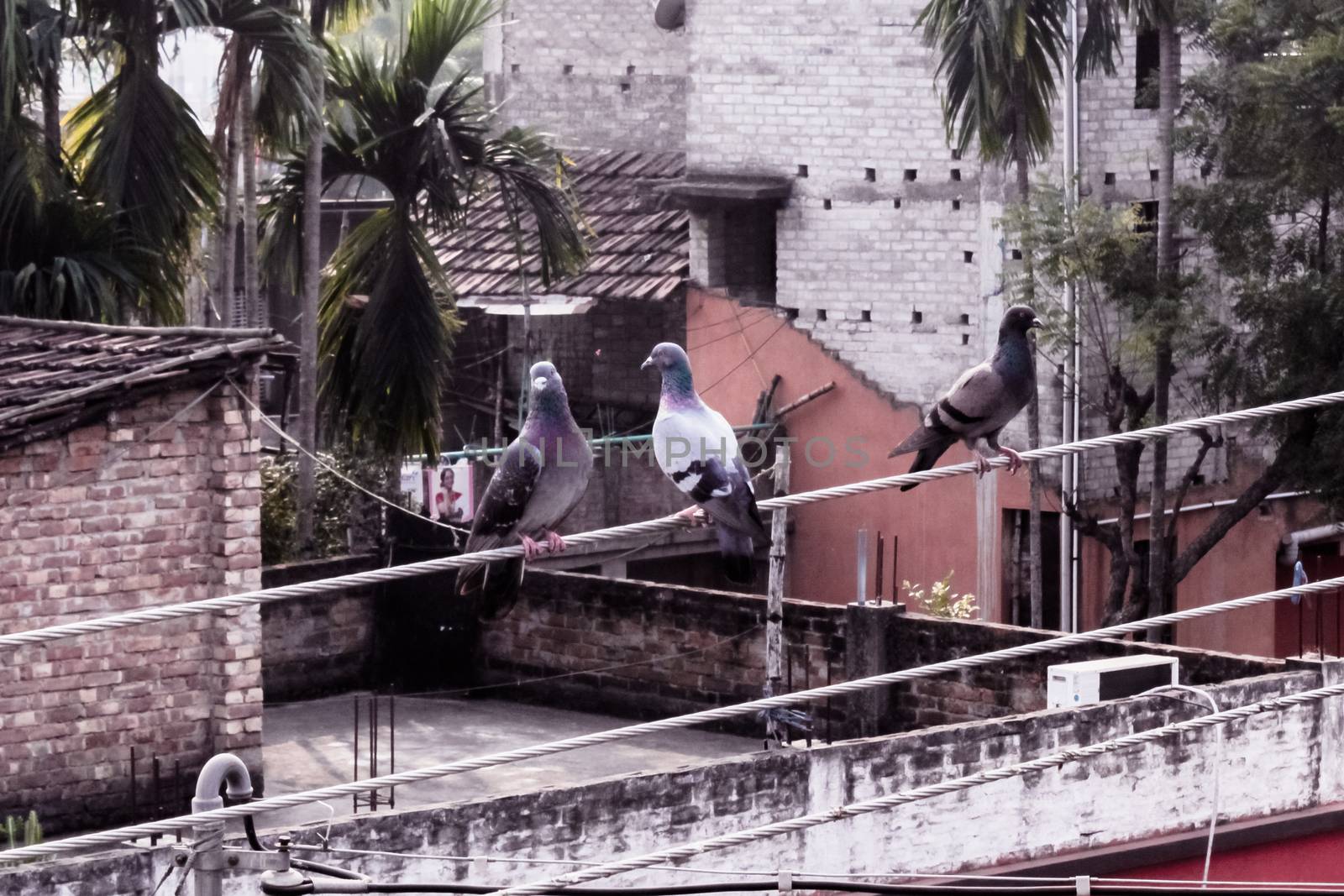 Three pigeons sitting on an electric cable. Bird sitting on electric wire in city background. by sudiptabhowmick