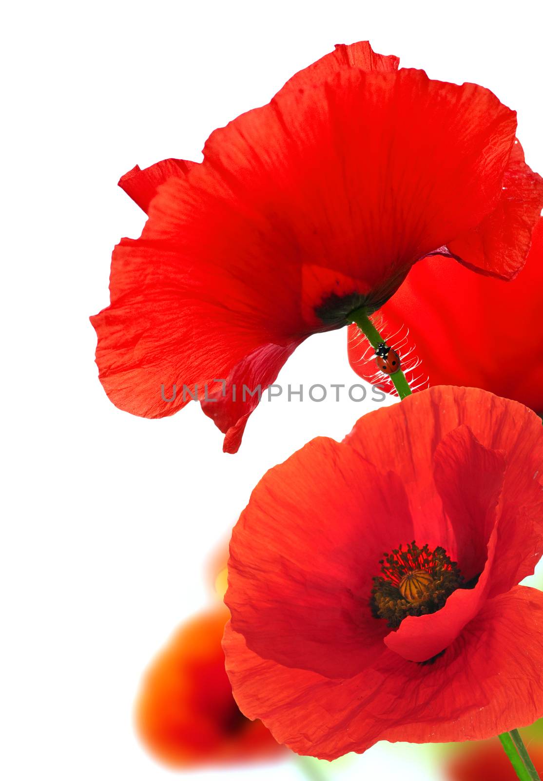 Red poppies over white background with a ladybird climbing along the stem of one flower