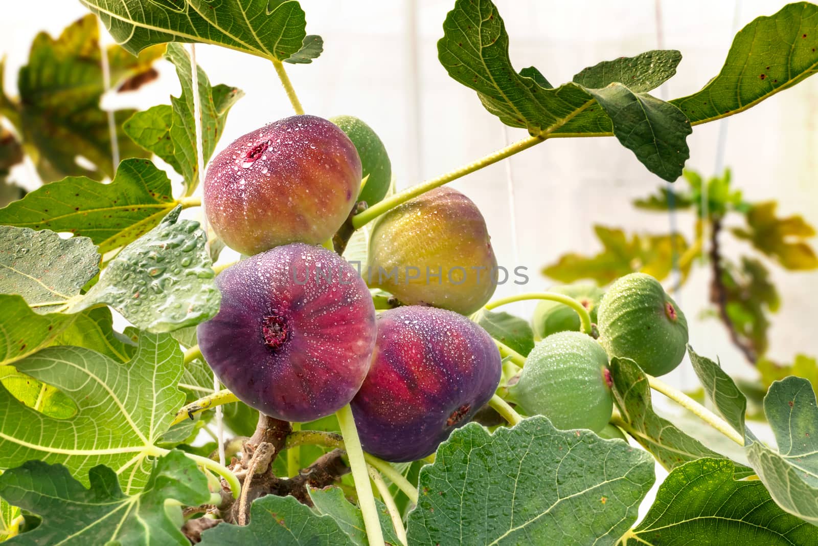 Fresh Figs fruit  hanging on the branch of tree