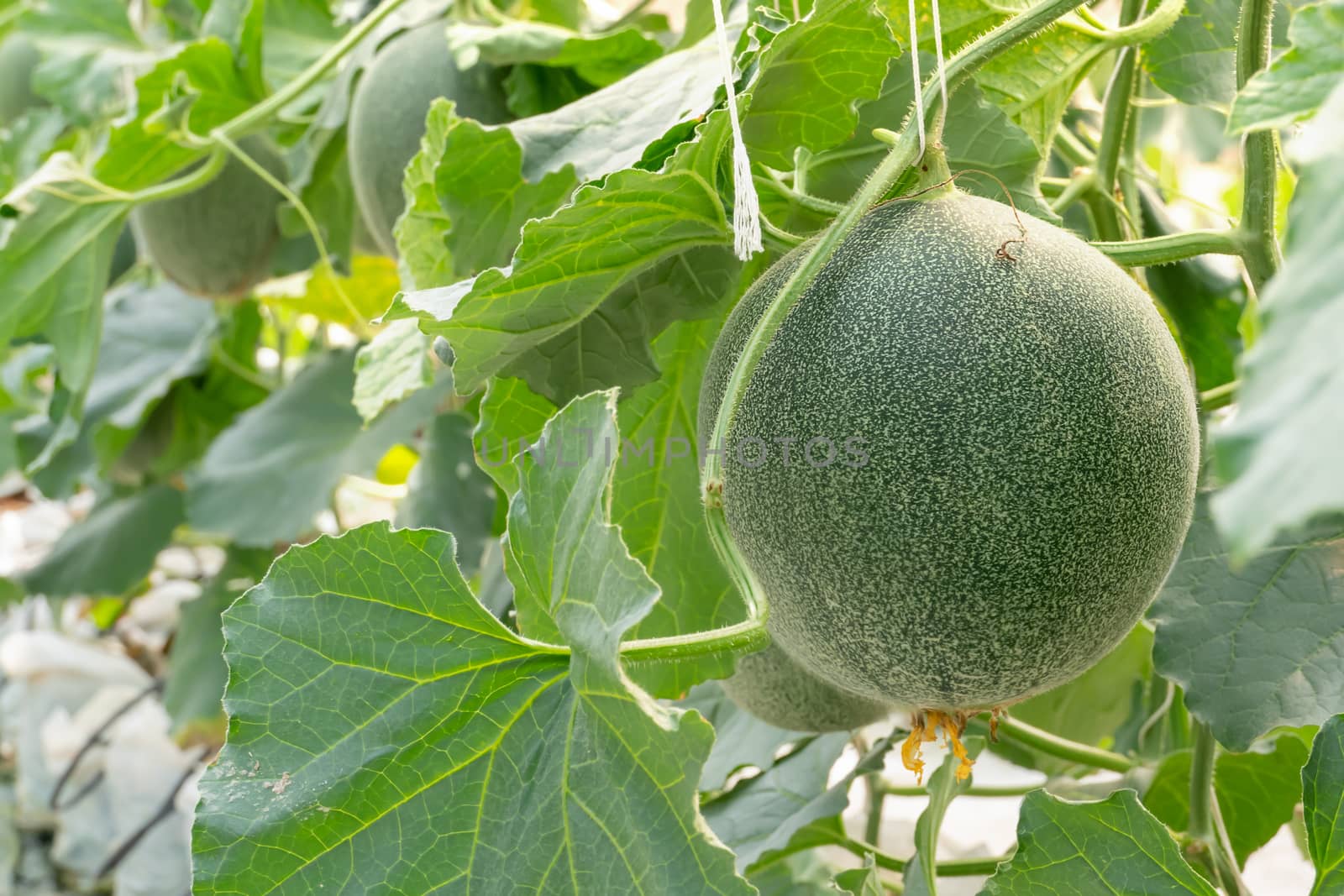 young sprout of green melon plants growing in greenhouse supported by string nets