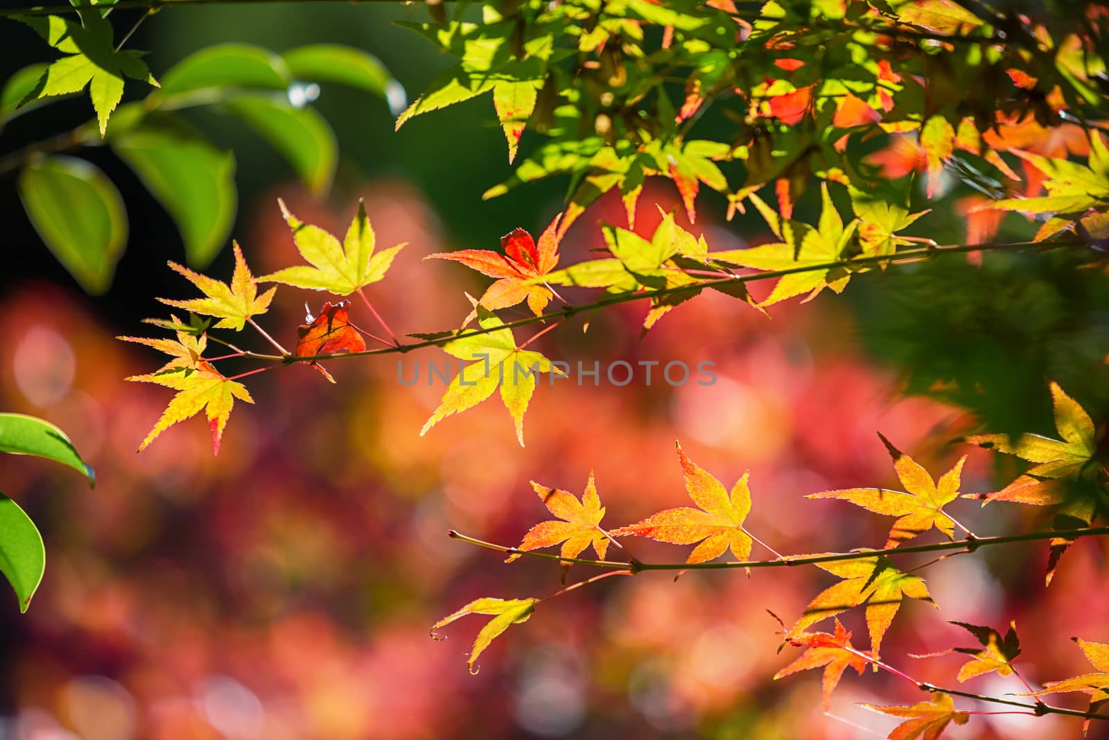 Colorful japanese maple (Acer palmatum) leaves during momiji season at Kinkakuji garden, Kyoto, Japan