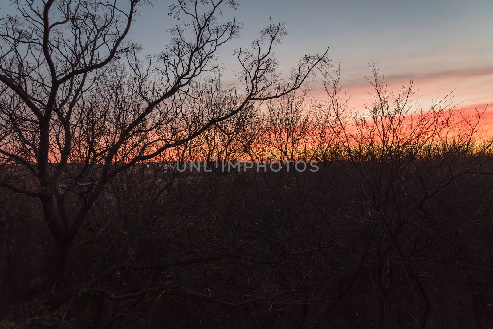 High aerial view of city park during dramatic sunrise with top tree bare branches in wintertime