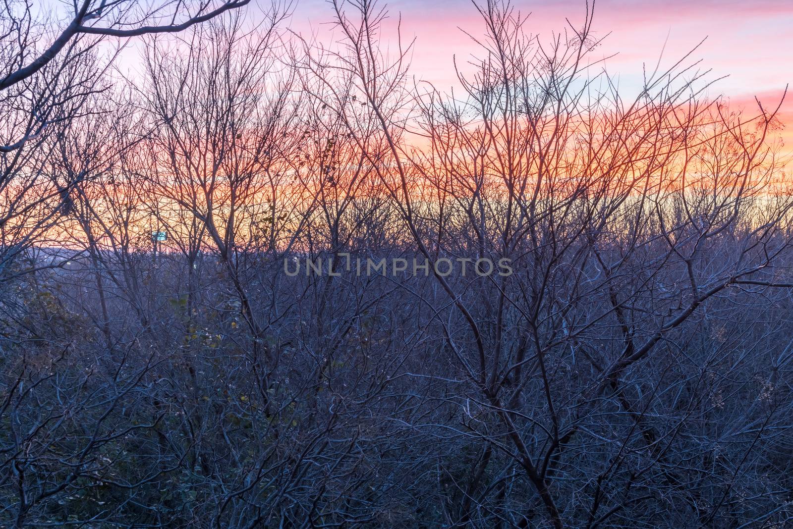High aerial view of city park during dramatic sunrise with top tree bare branches in wintertime