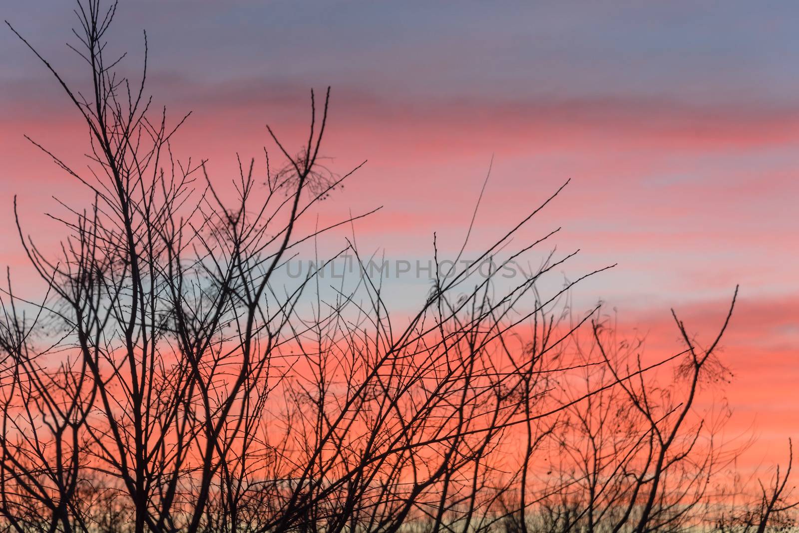 Silhouette of bare tree branches in winter time with beautiful sunrise clouds by trongnguyen
