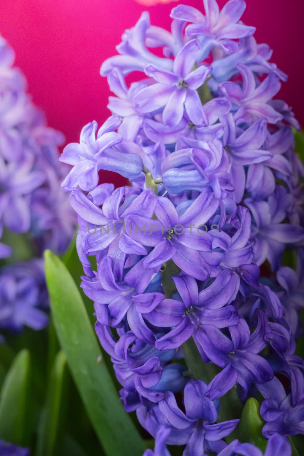 The background image of the colorful flowers by teerawit