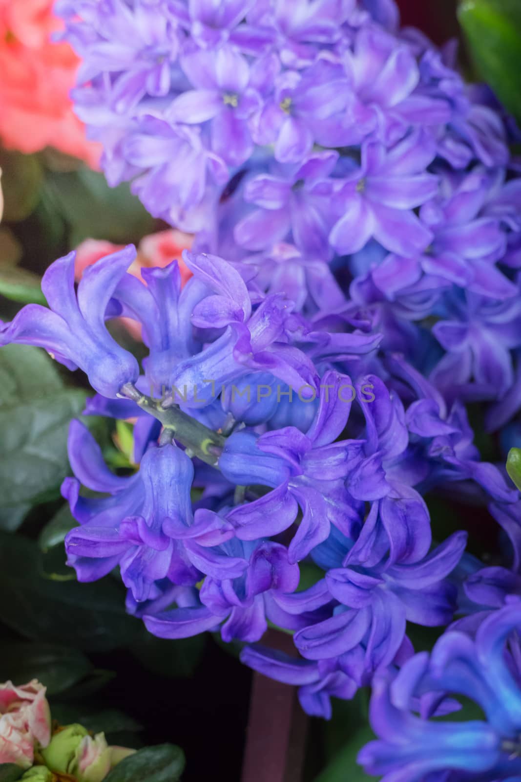 The background image of the colorful flowers, background nature