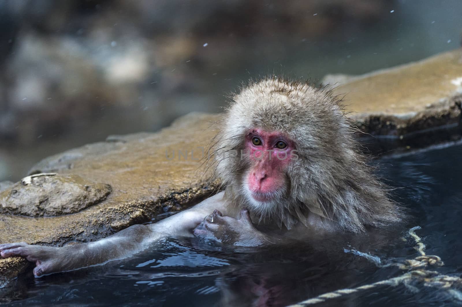 The Snow Monkey (Japanese macaque) enjoyed the hot spring in winter at Jigokudani Monkey Park of Nagano, Japan.