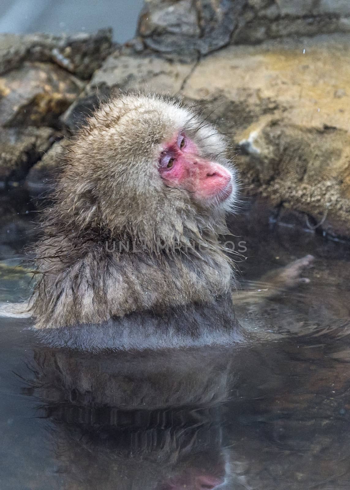 The Snow Monkey (Japanese macaque) enjoyed the hot spring in winter at Jigokudani Monkey Park of Nagano, Japan.