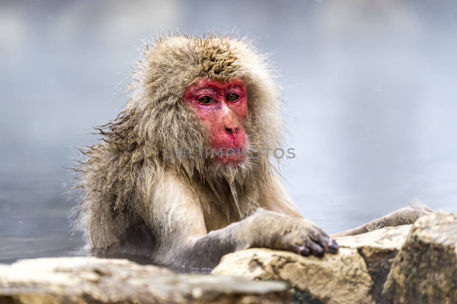 The Snow Monkey by JasonYU