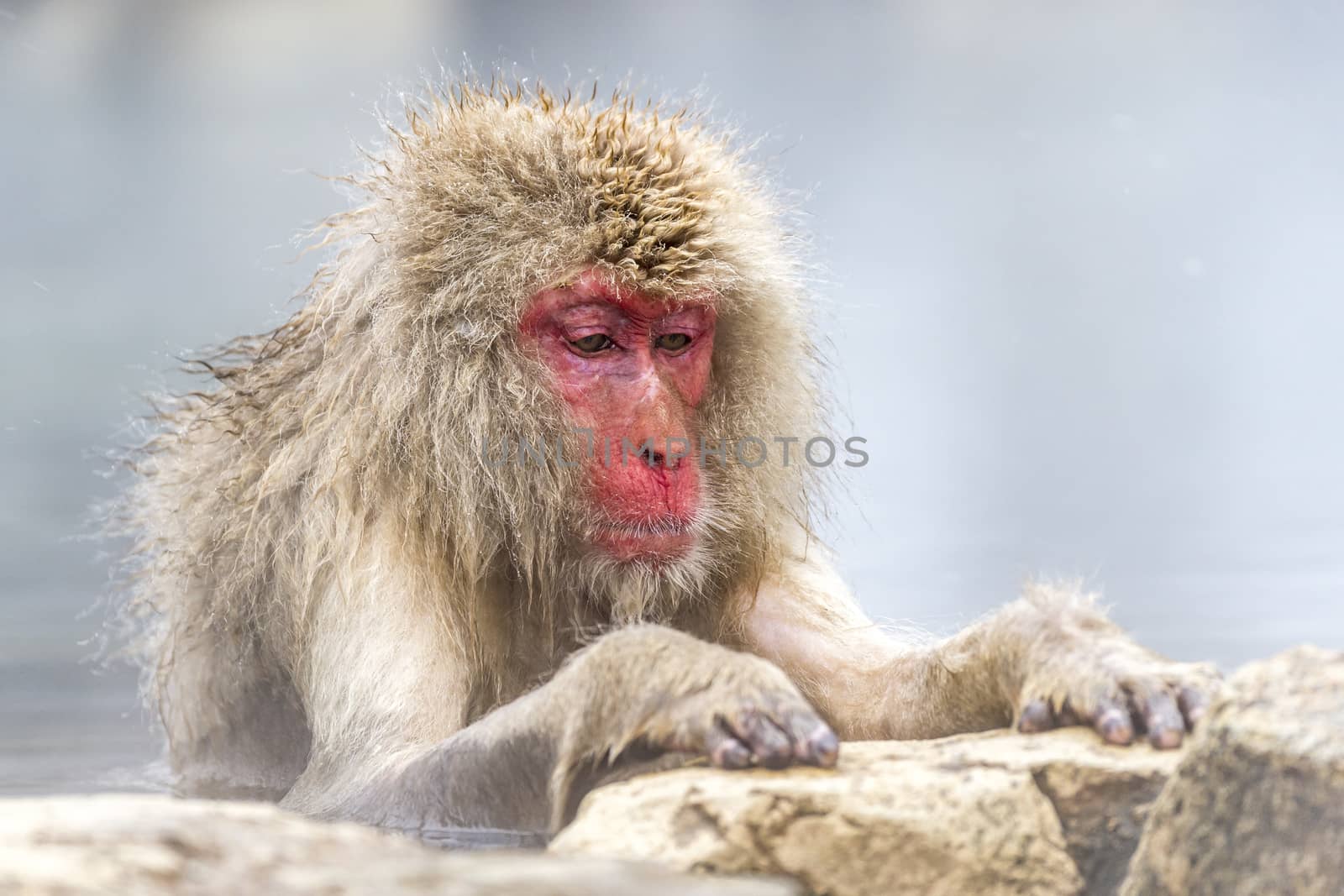 The Snow Monkey (Japanese macaque) enjoyed the hot spring in winter at Jigokudani Monkey Park of Nagano, Japan.