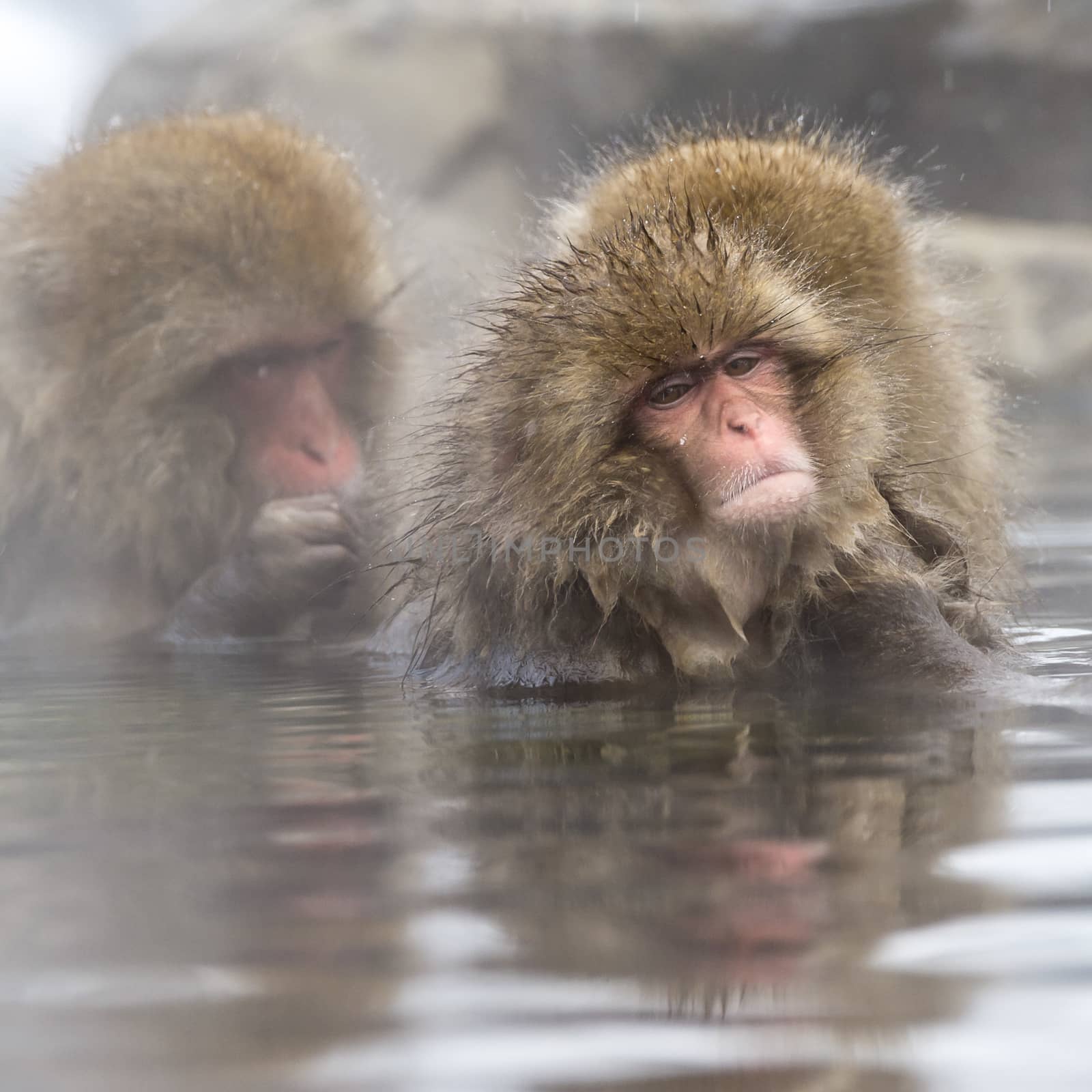 The Snow Monkey (Japanese macaque) enjoyed the hot spring in winter at Jigokudani Monkey Park of Nagano, Japan.