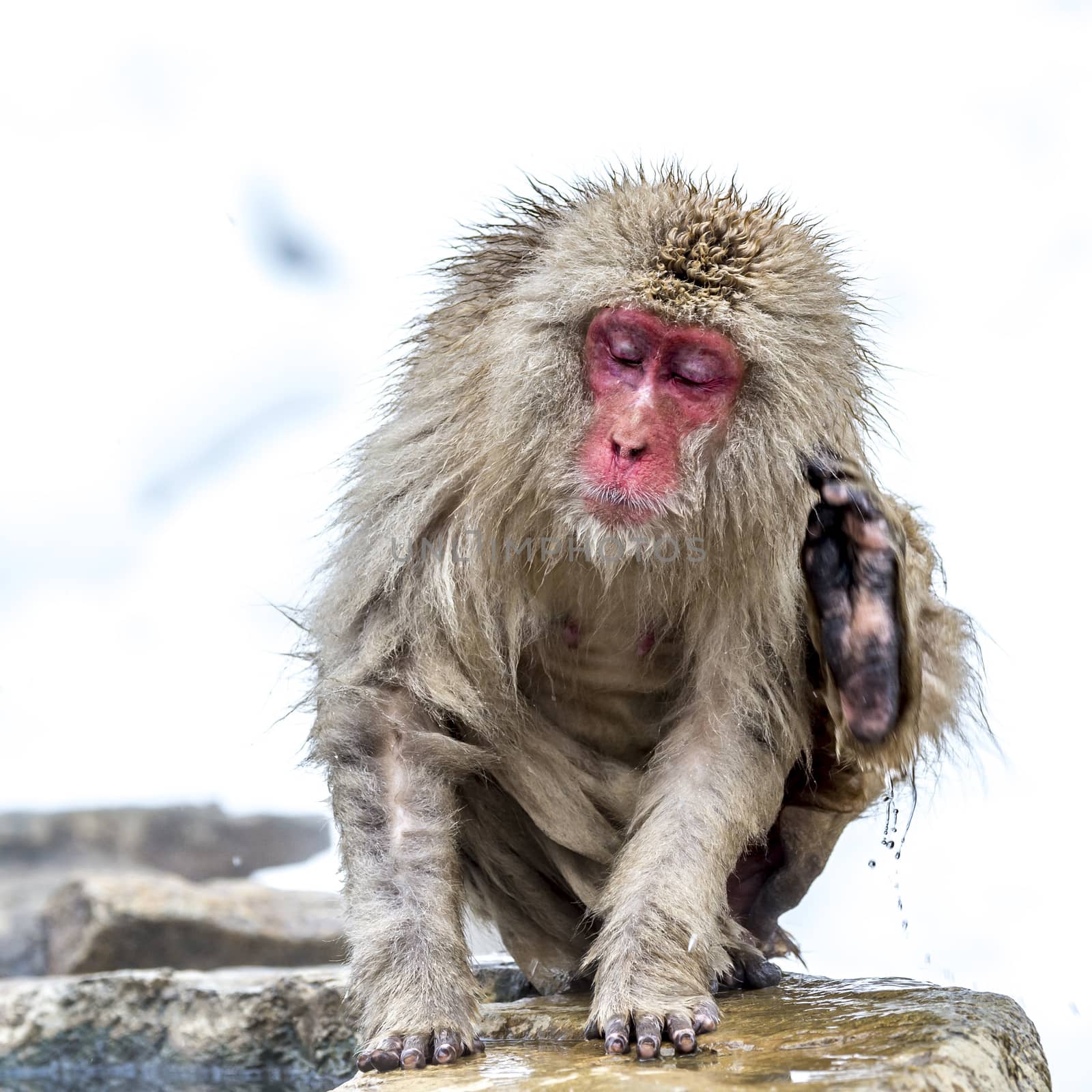 The Snow Monkey by JasonYU