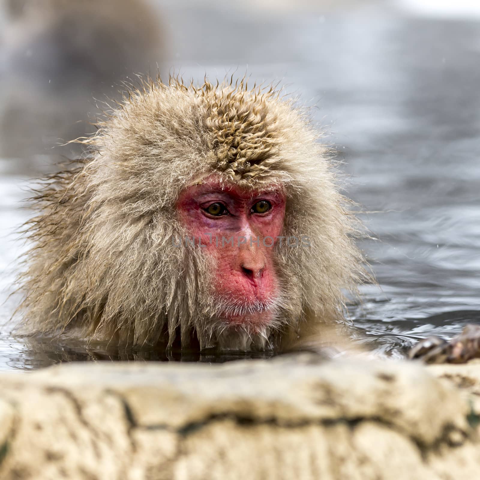 The Snow Monkey (Japanese macaque) enjoyed the hot spring in winter at Jigokudani Monkey Park of Nagano, Japan.