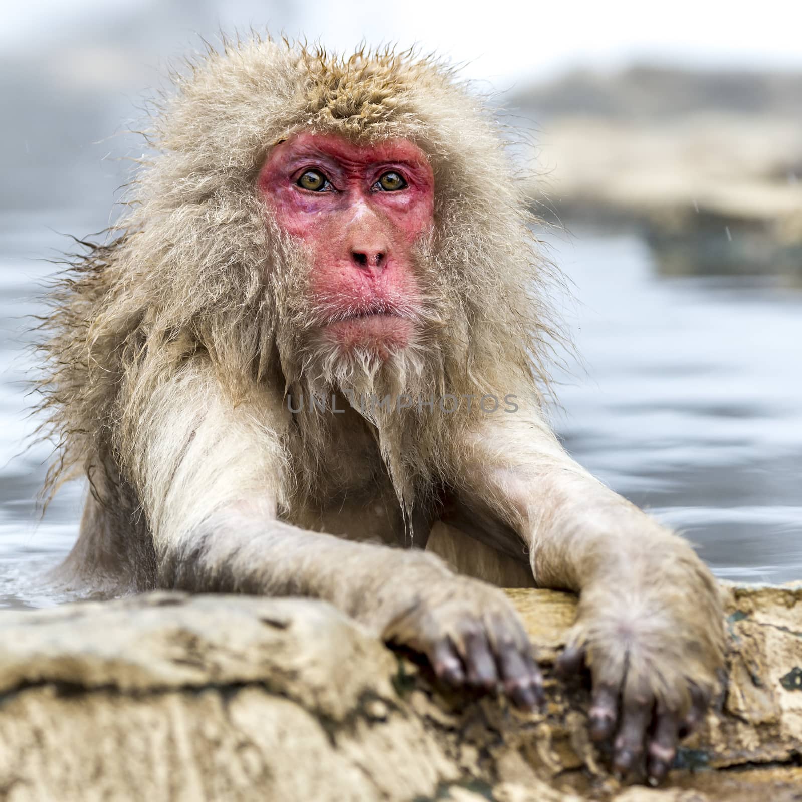 The Snow Monkey (Japanese macaque) enjoyed the hot spring in winter at Jigokudani Monkey Park of Nagano, Japan.