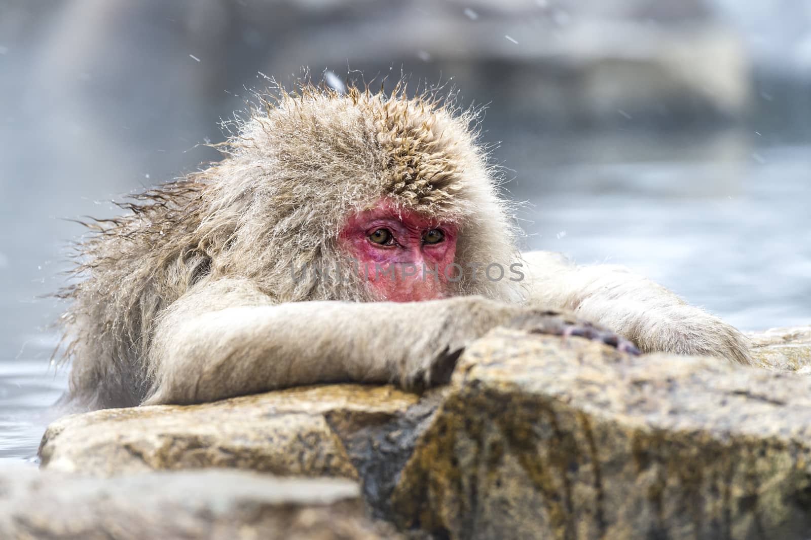 The Snow Monkey (Japanese macaque) enjoyed the hot spring in winter at Jigokudani Monkey Park of Nagano, Japan.