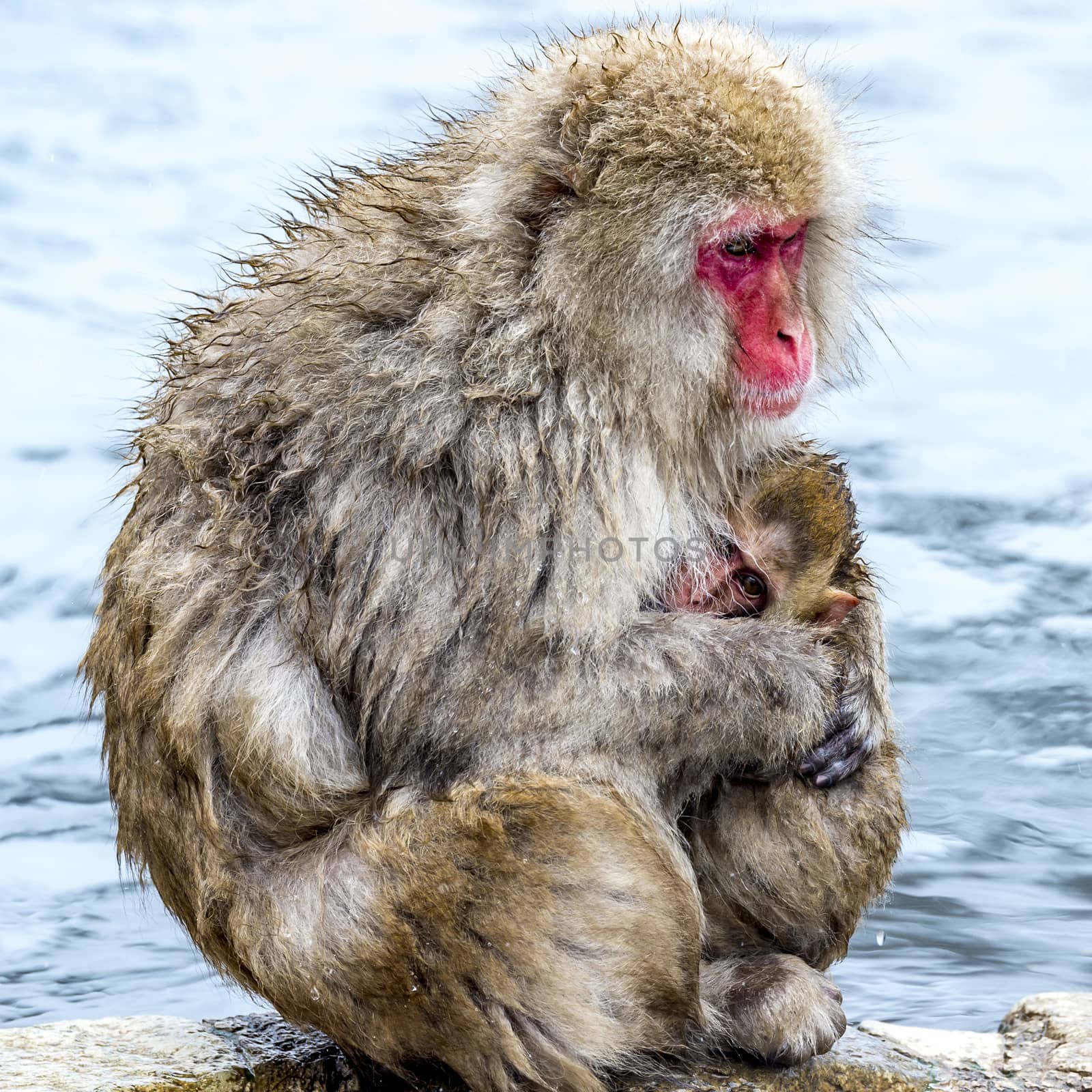 The Snow Monkey by JasonYU