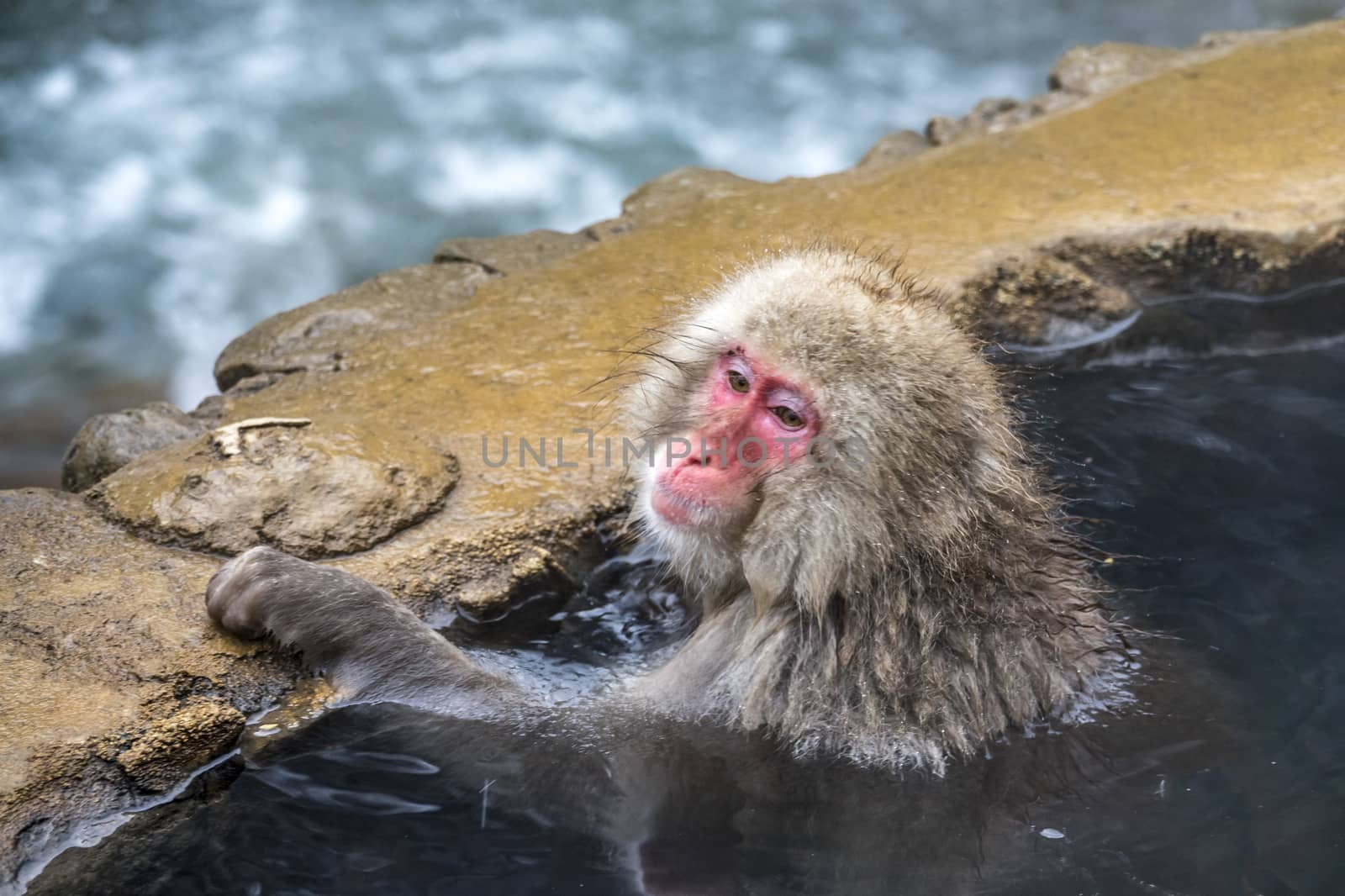 The Snow Monkey (Japanese macaque) enjoyed the hot spring in winter at Jigokudani Monkey Park of Nagano, Japan.