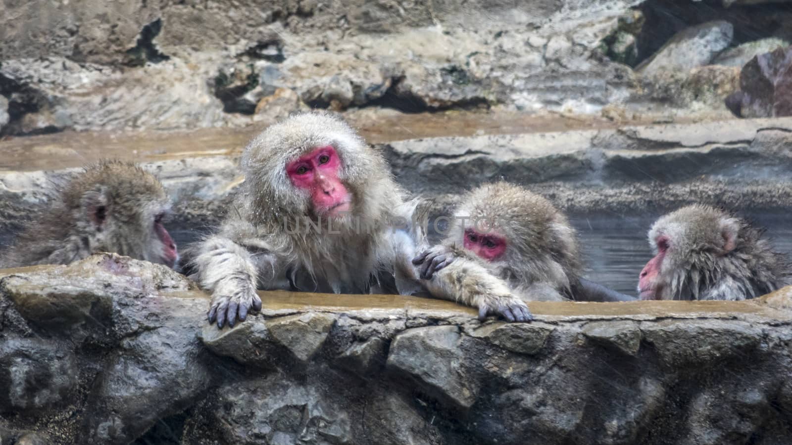 The Snow Monkey (Japanese macaque) enjoyed the hot spring in winter at Jigokudani Monkey Park of Nagano, Japan.