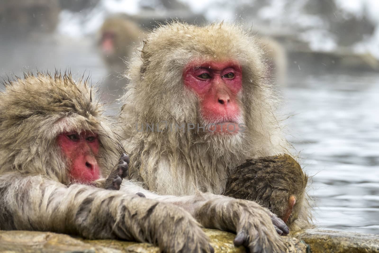 The Snow Monkey (Japanese macaque) enjoyed the hot spring in winter at Jigokudani Monkey Park of Nagano, Japan.