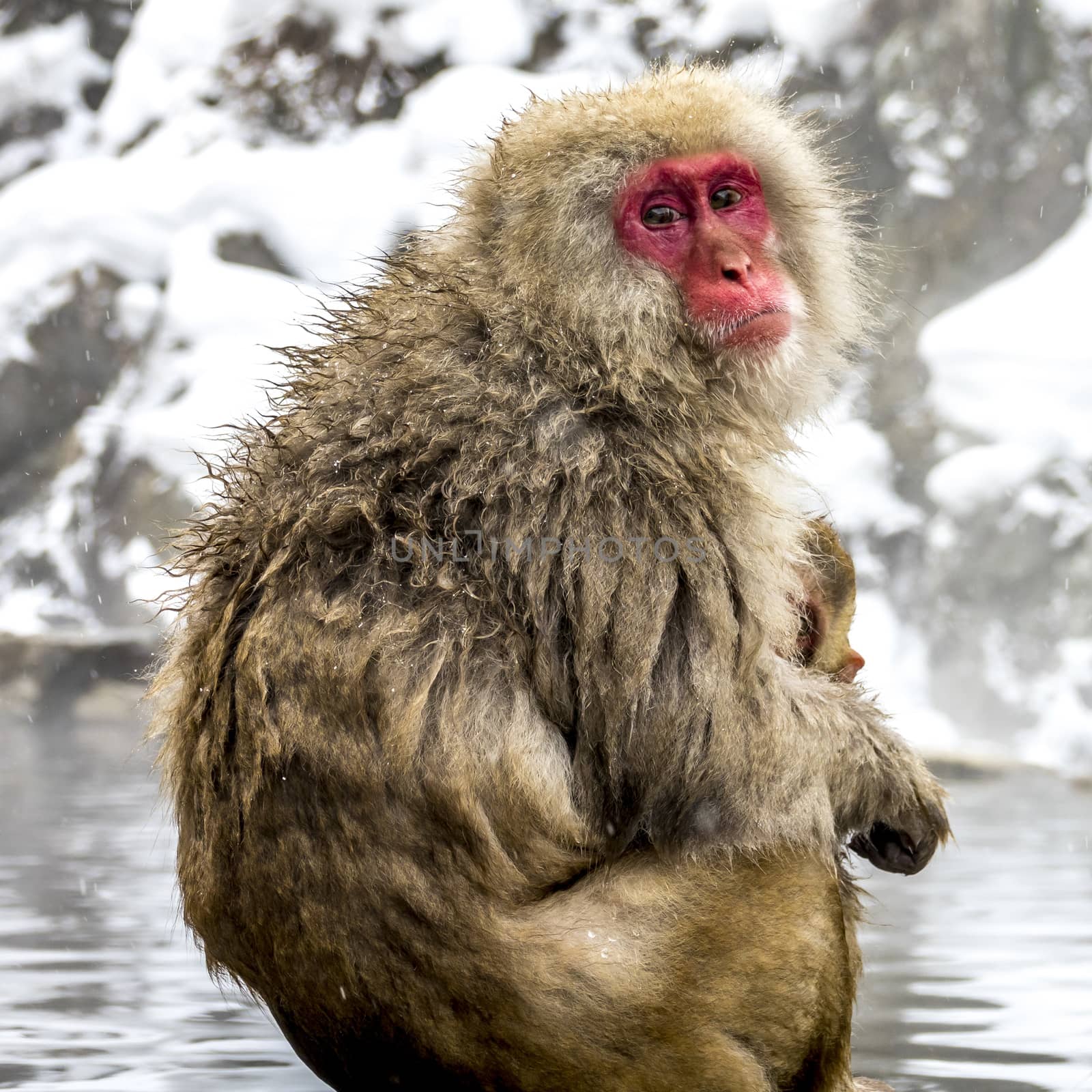 The Snow Monkey (Japanese macaque) enjoyed the hot spring in winter at Jigokudani Monkey Park of Nagano, Japan.