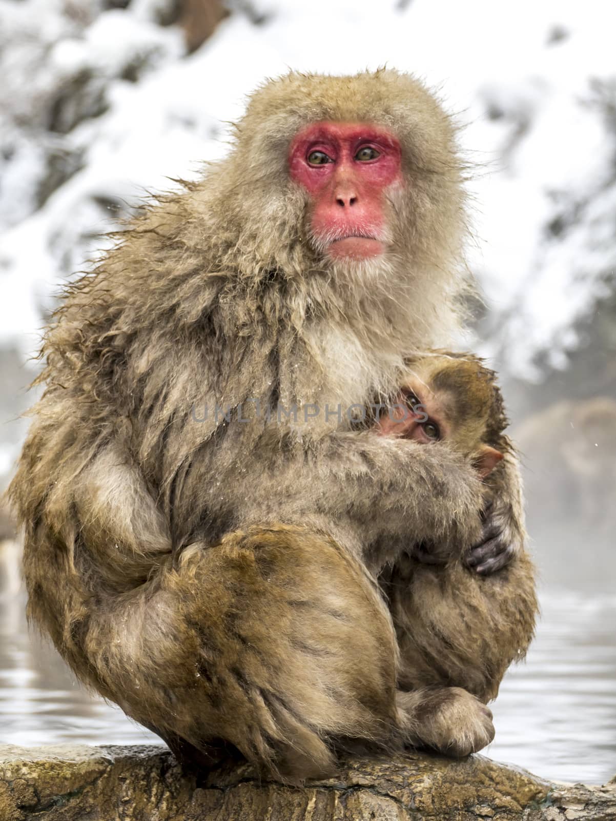 The Snow Monkey (Japanese macaque) enjoyed the hot spring in winter at Jigokudani Monkey Park of Nagano, Japan.