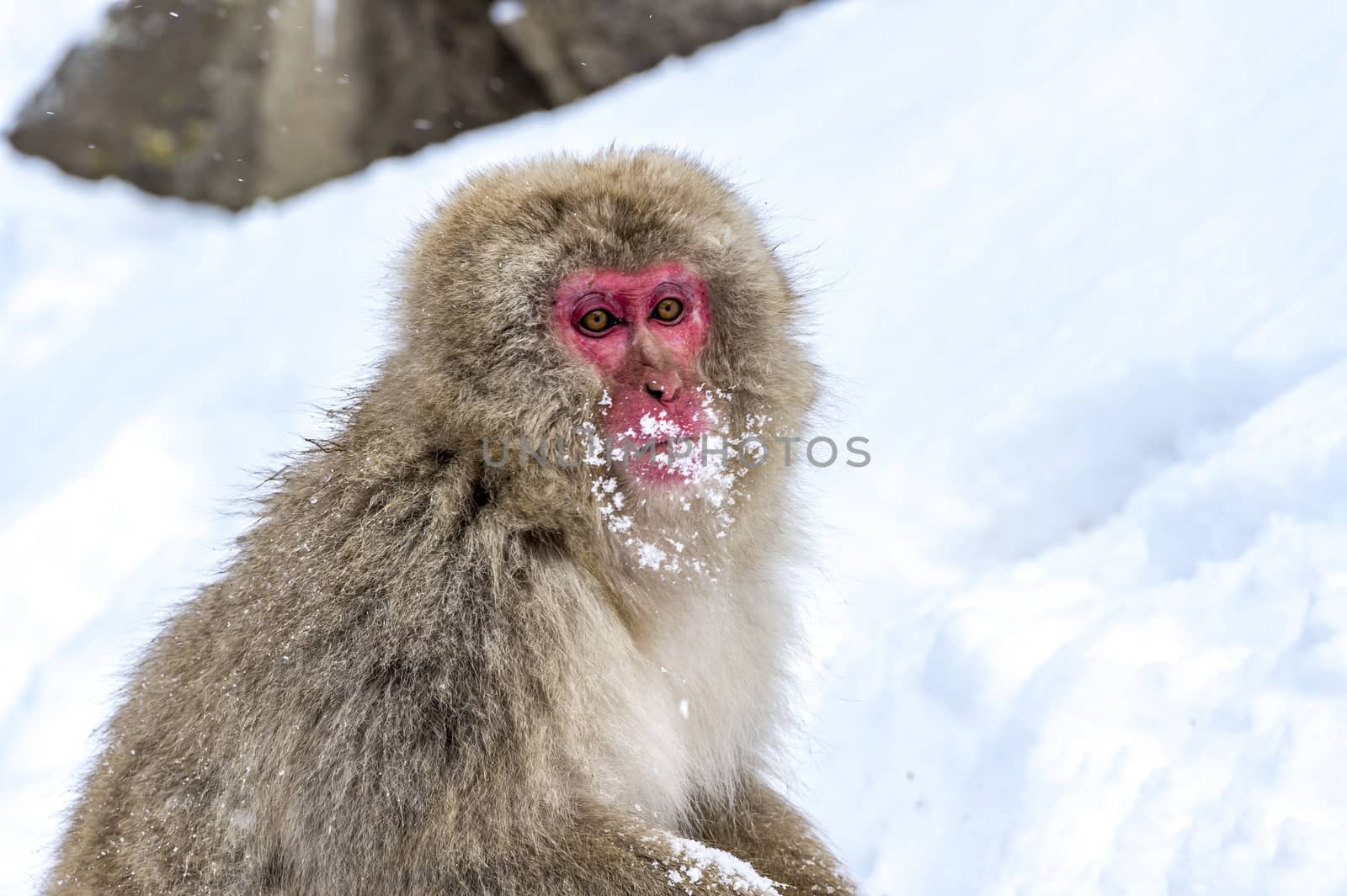 The Snow Monkey (Japanese macaque) enjoyed the hot spring in winter at Jigokudani Monkey Park of Nagano, Japan.