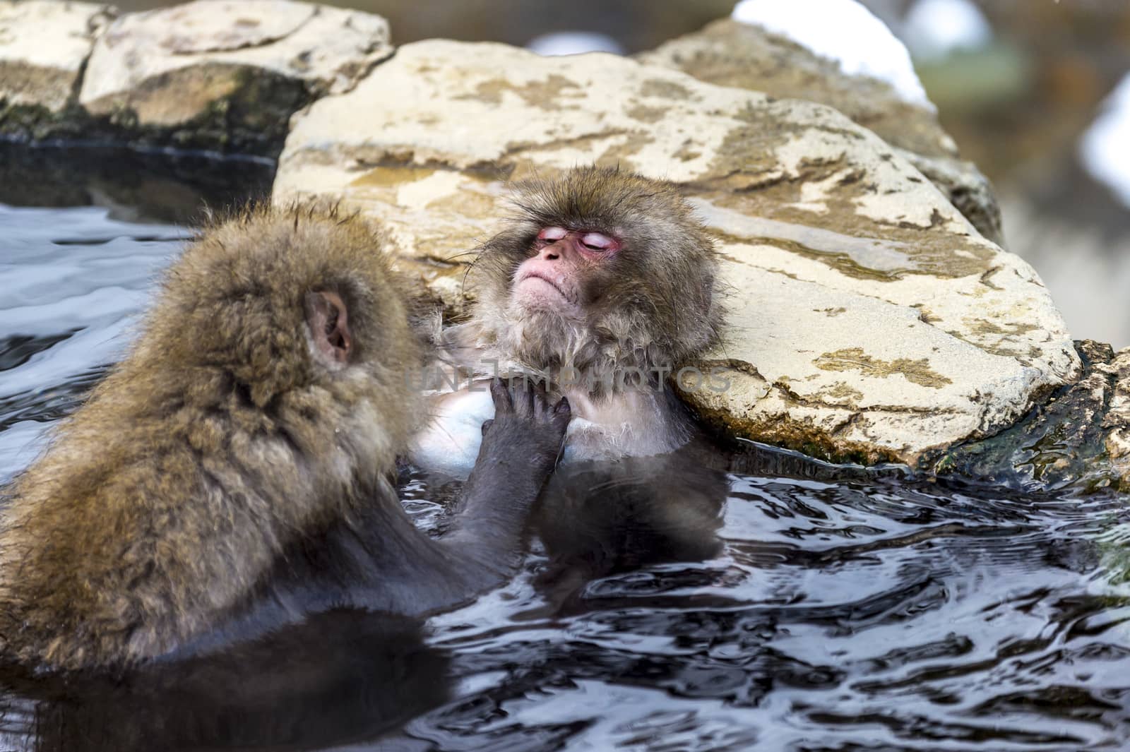 The Snow Monkey (Japanese macaque) enjoyed the hot spring in winter at Jigokudani Monkey Park of Nagano, Japan.