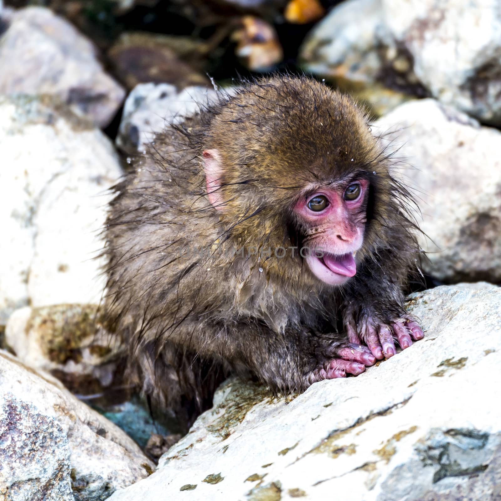 The Snow Monkey (Japanese macaque) enjoyed the hot spring in winter at Jigokudani Monkey Park of Nagano, Japan.