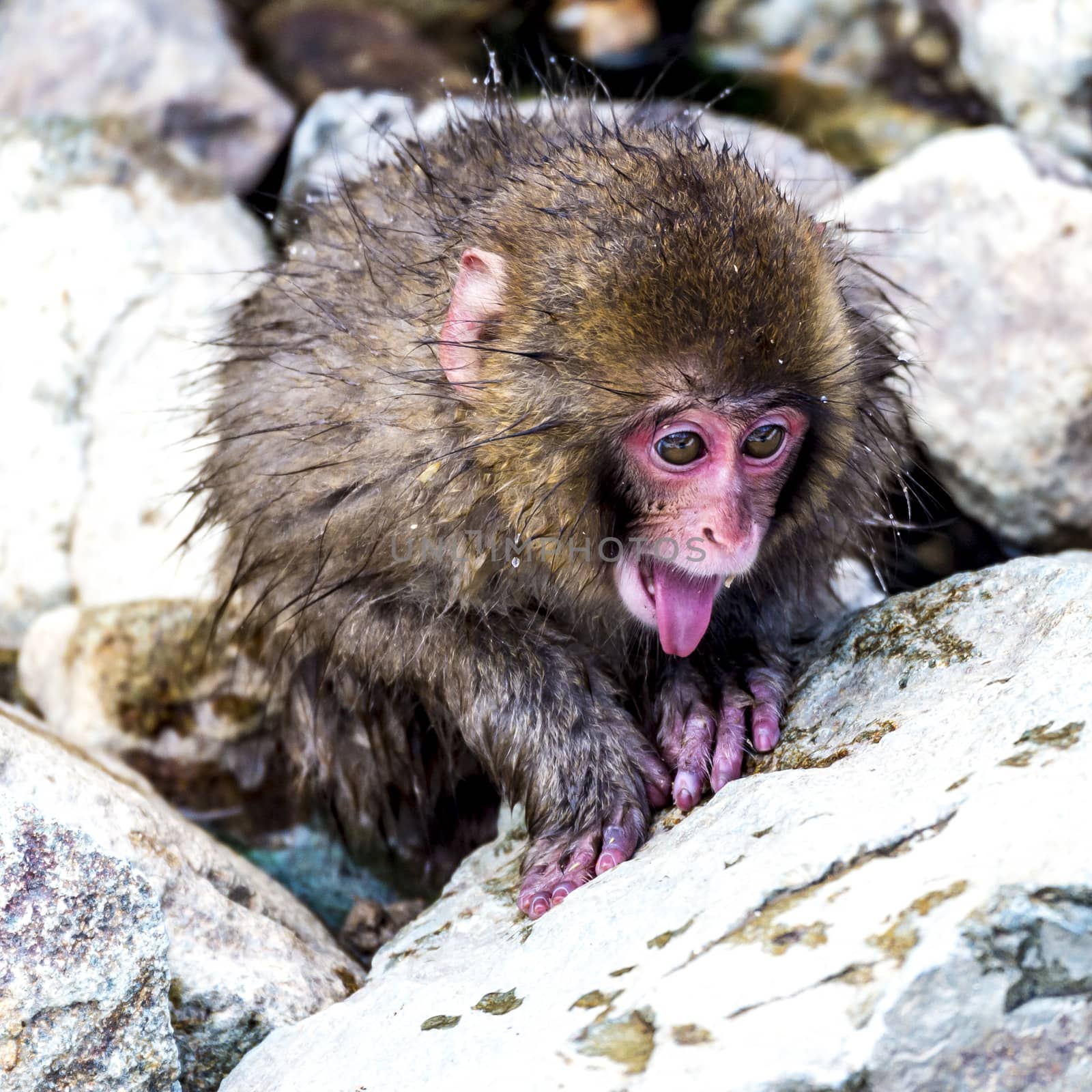 The Snow Monkey (Japanese macaque) enjoyed the hot spring in winter at Jigokudani Monkey Park of Nagano, Japan.