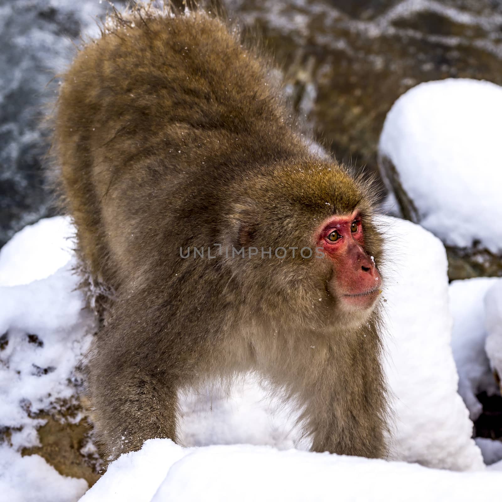 The Snow Monkey (Japanese macaque) enjoyed the hot spring in winter at Jigokudani Monkey Park of Nagano, Japan.