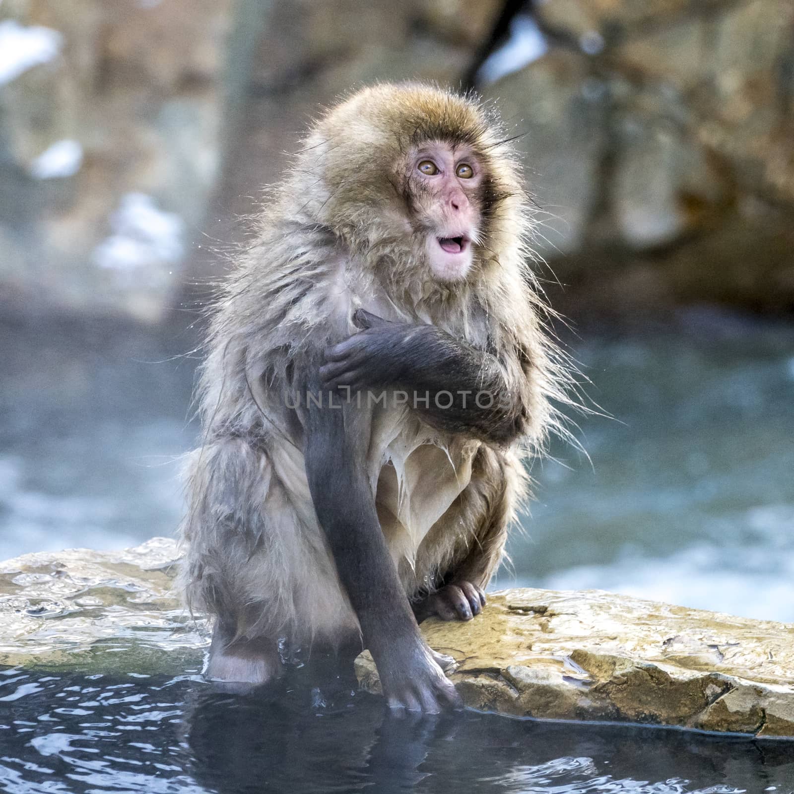 The Snow Monkey by JasonYU