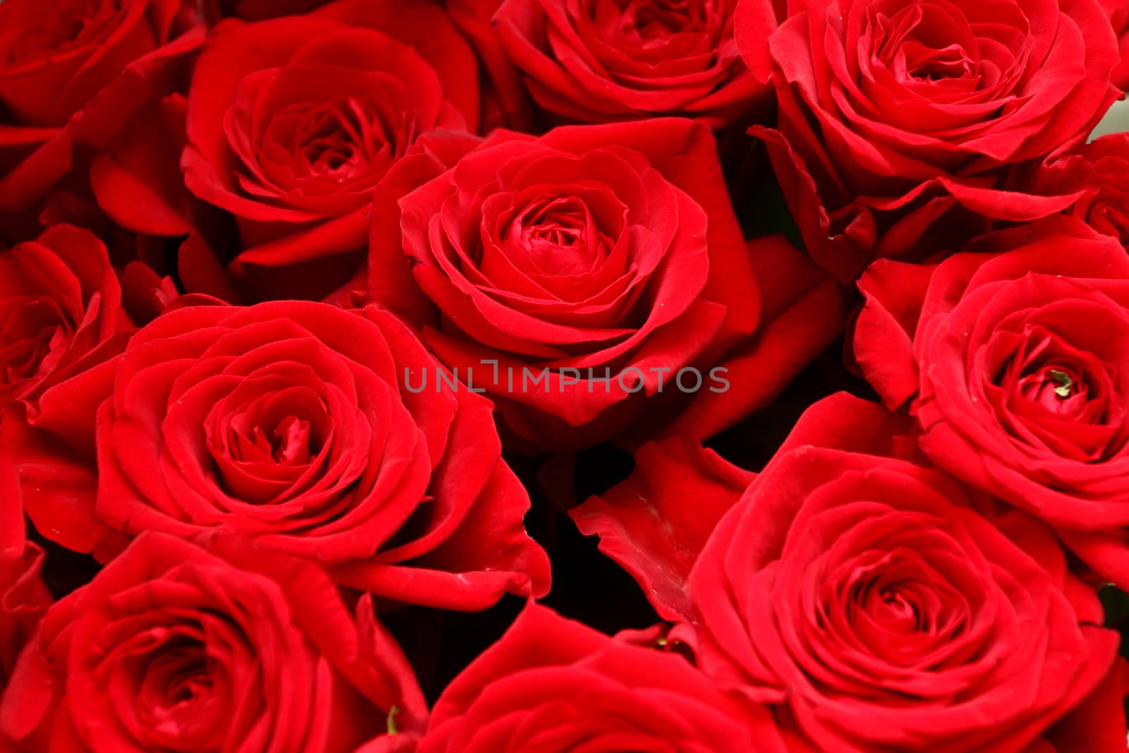 Fine red flowers of a rose. Background