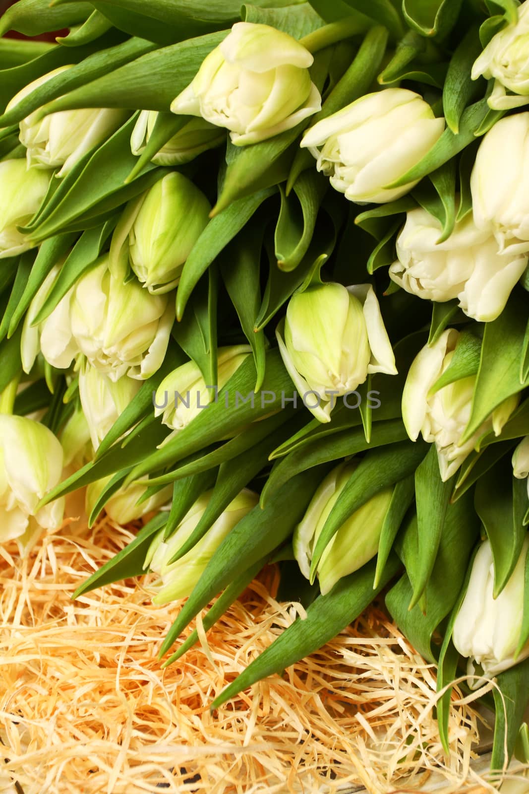 Fine white flowers of a tulip. Background