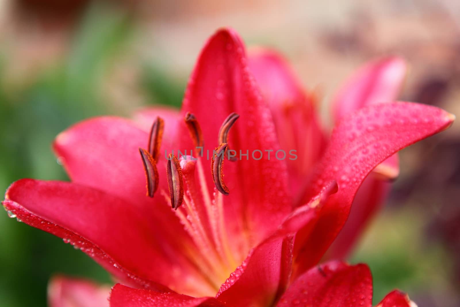 Fine red flowers of a lily. Background