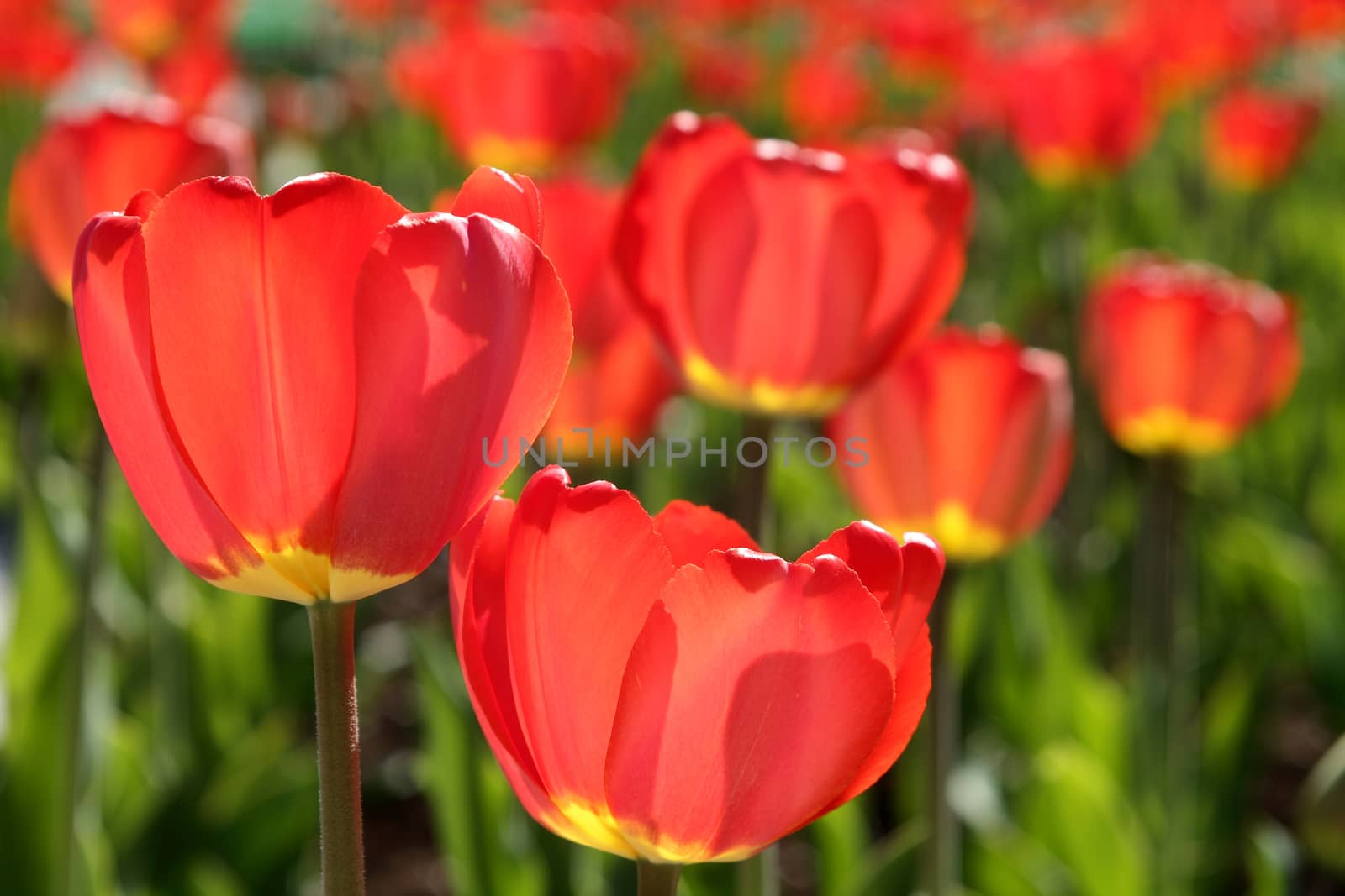 Fine red flowers of a tulip. Background