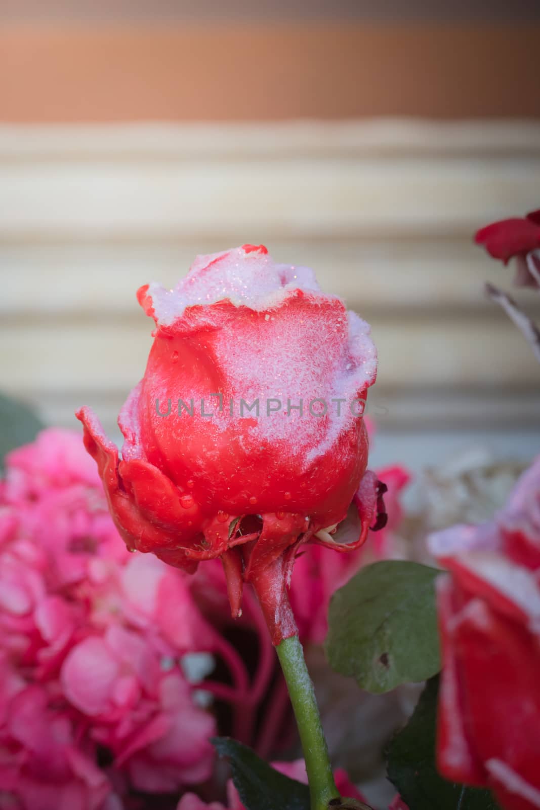 The background image of the colorful flowers, background nature