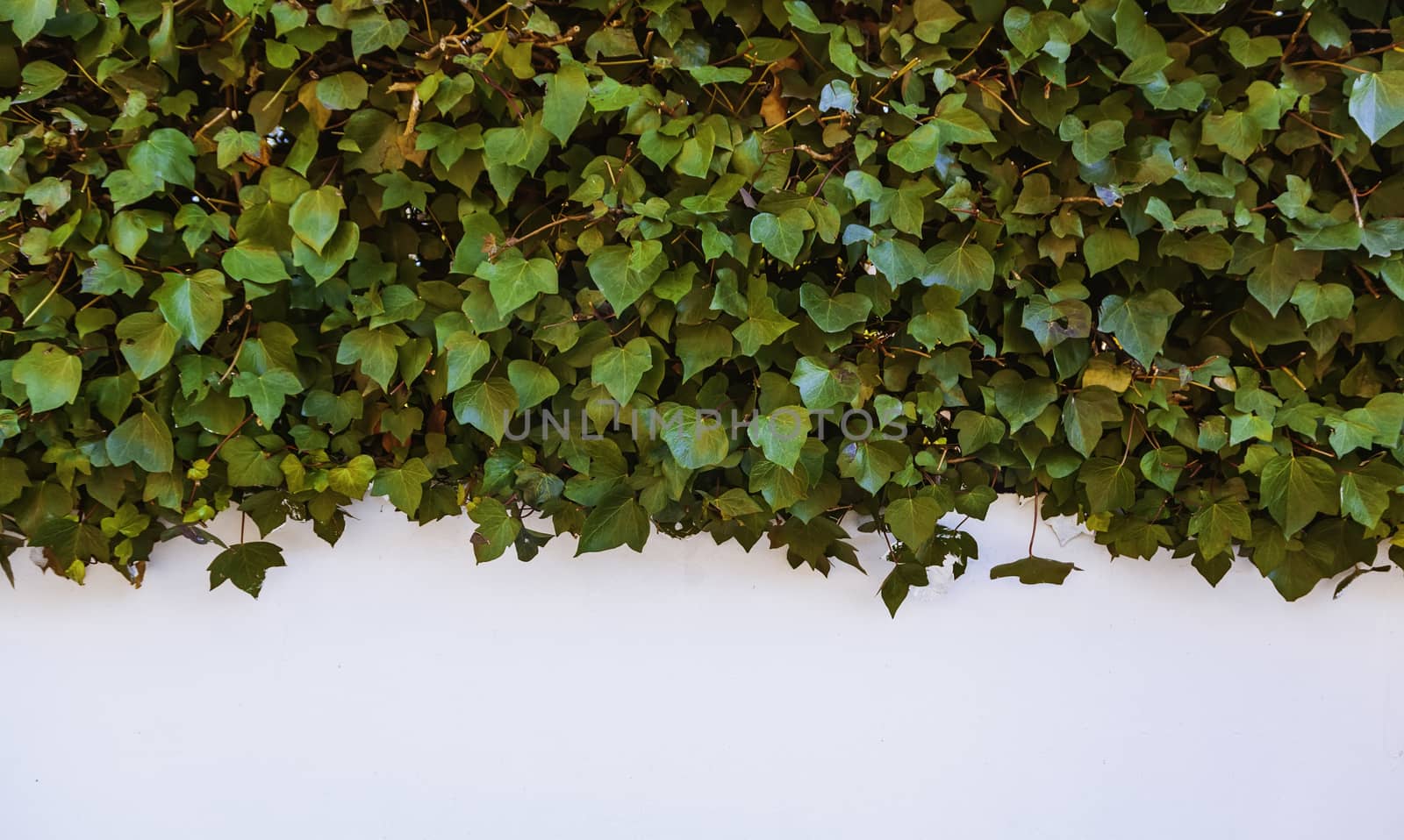 White wall with ivy, detail of plants and nature