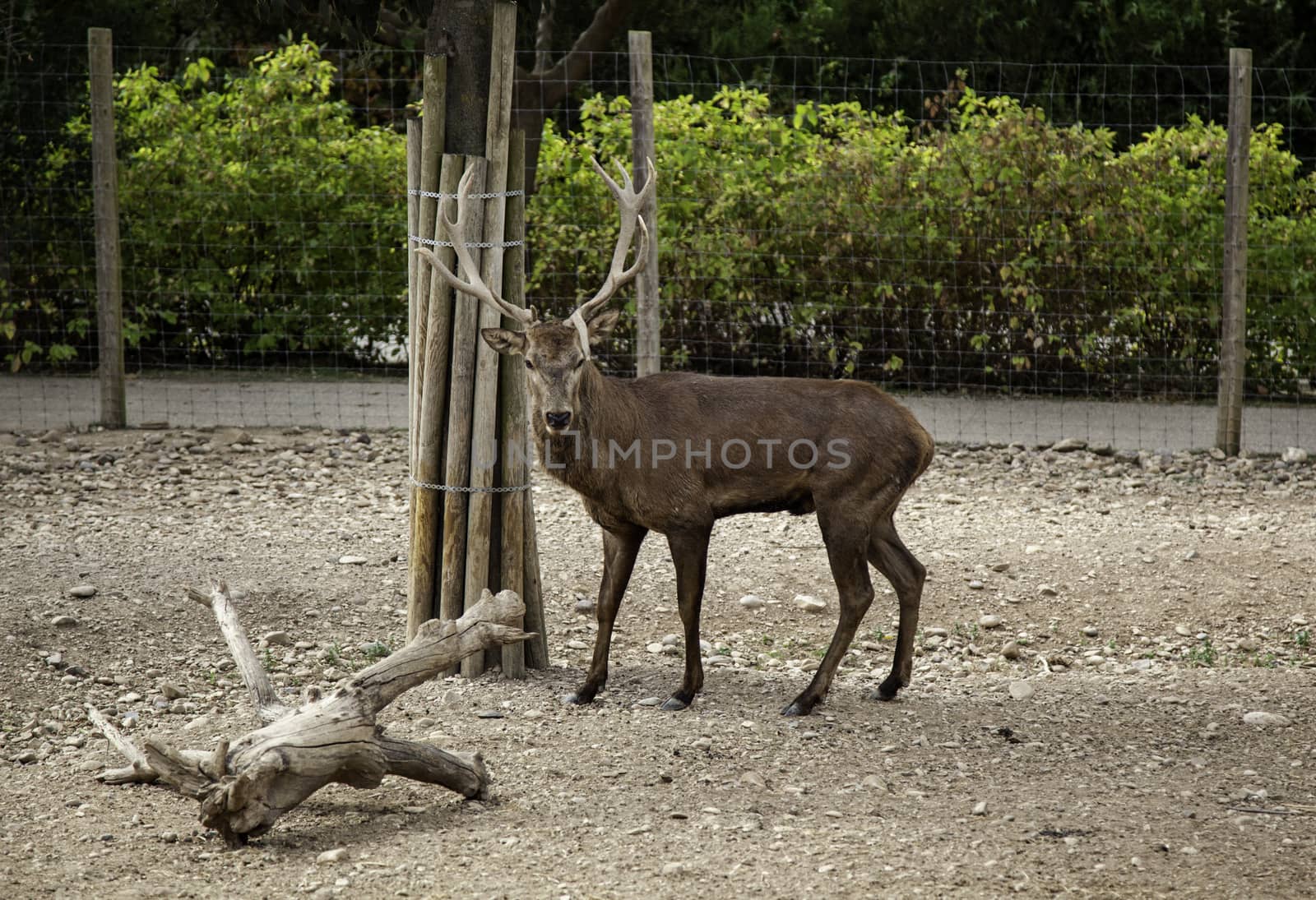 Wild protected deer, animal protection detail