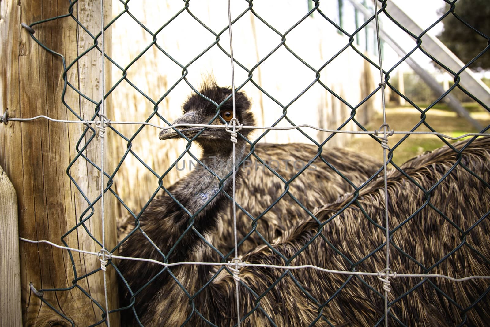 Caged ostrich, large wild bird detail