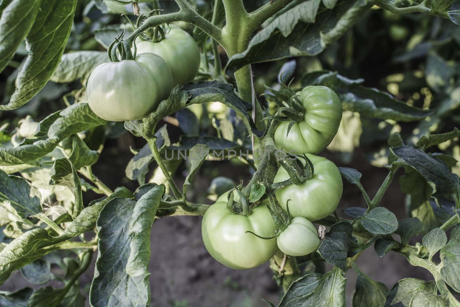 Organic green tomato growth plant closeup 