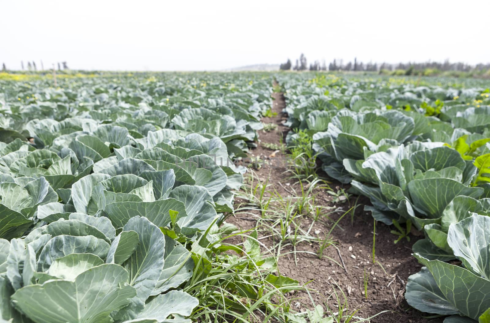 Cultivated field with green cabbage rows