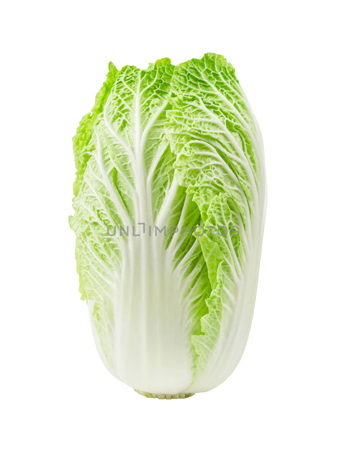 Fresh chinese cabbage on a white background. by Gamjai