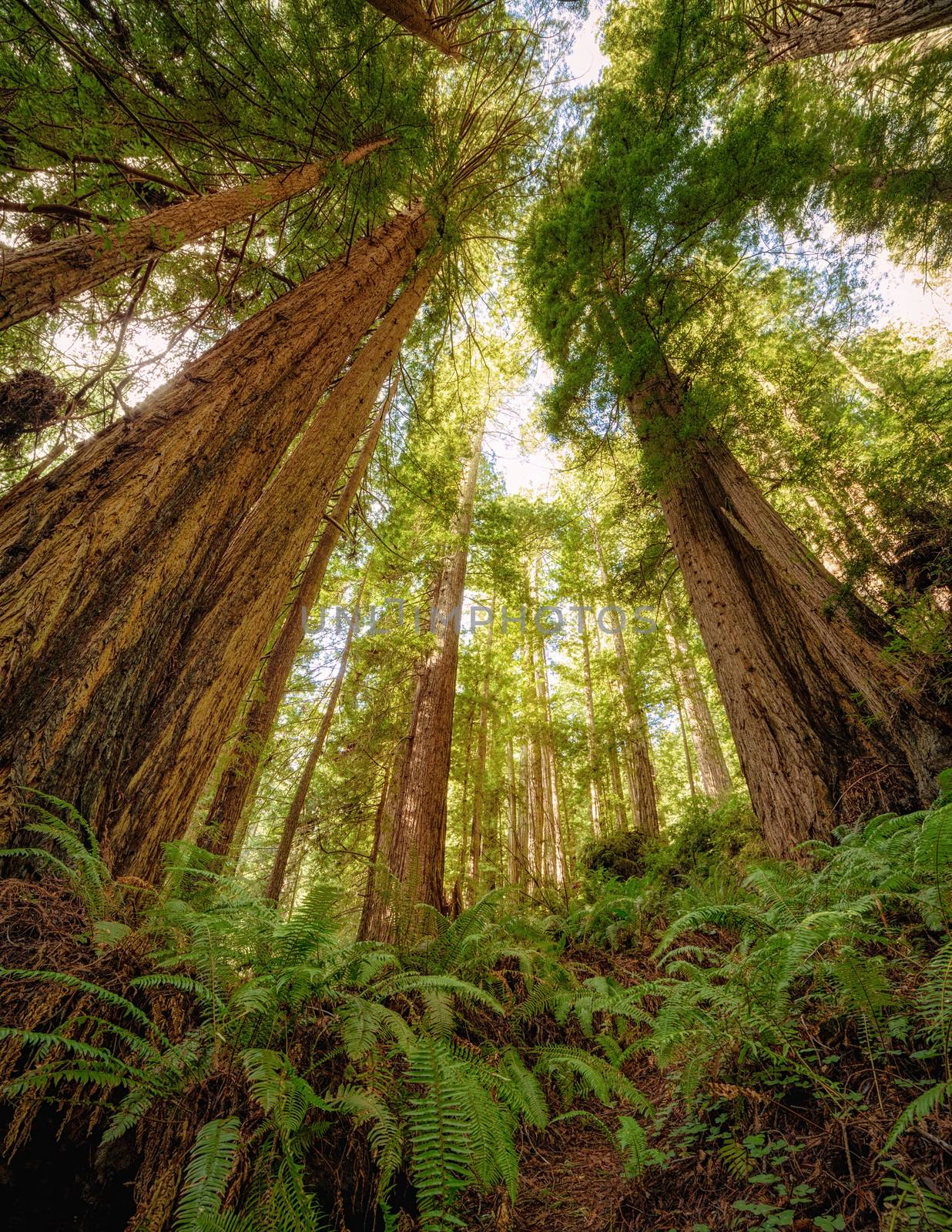 Color image of a redwood forest. Northern California, USA.