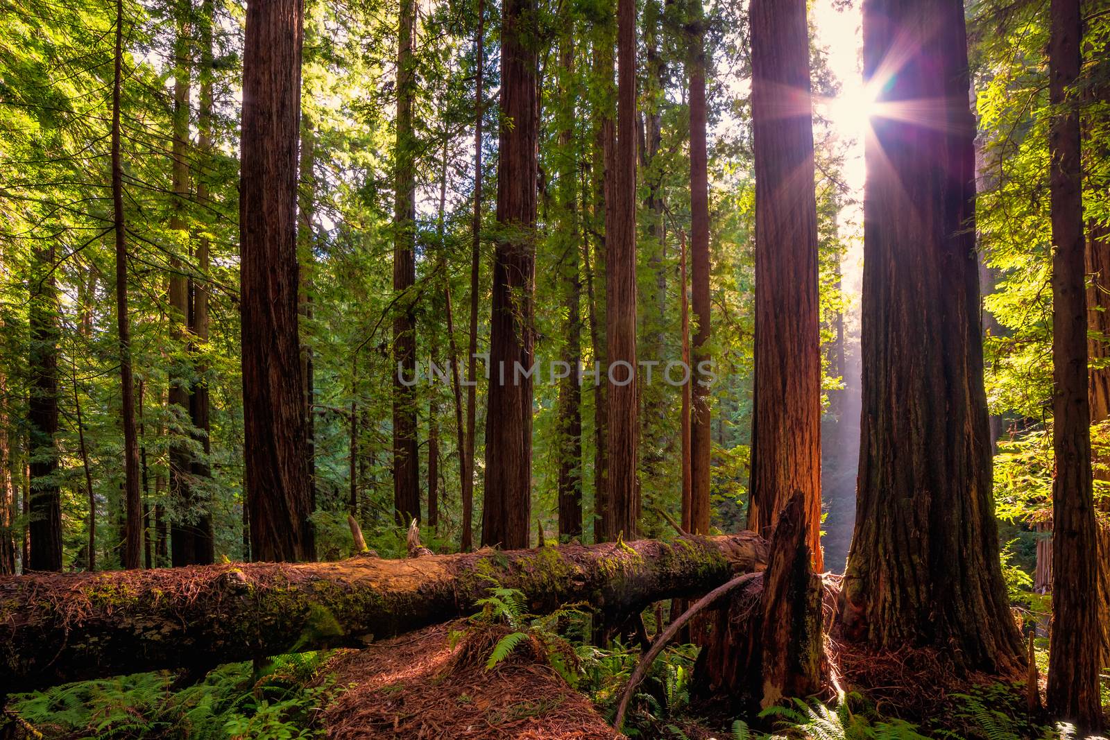 Redwood Forest Landscape in Beautiful Northern California by backyard_photography