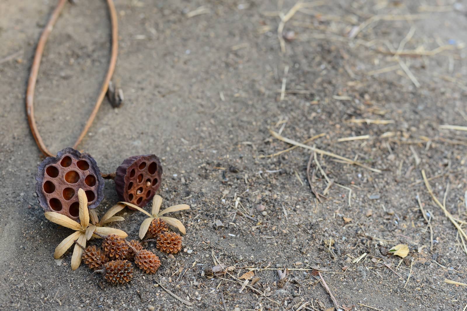 View of Dried Lotus Flower and Pine on the cement floor