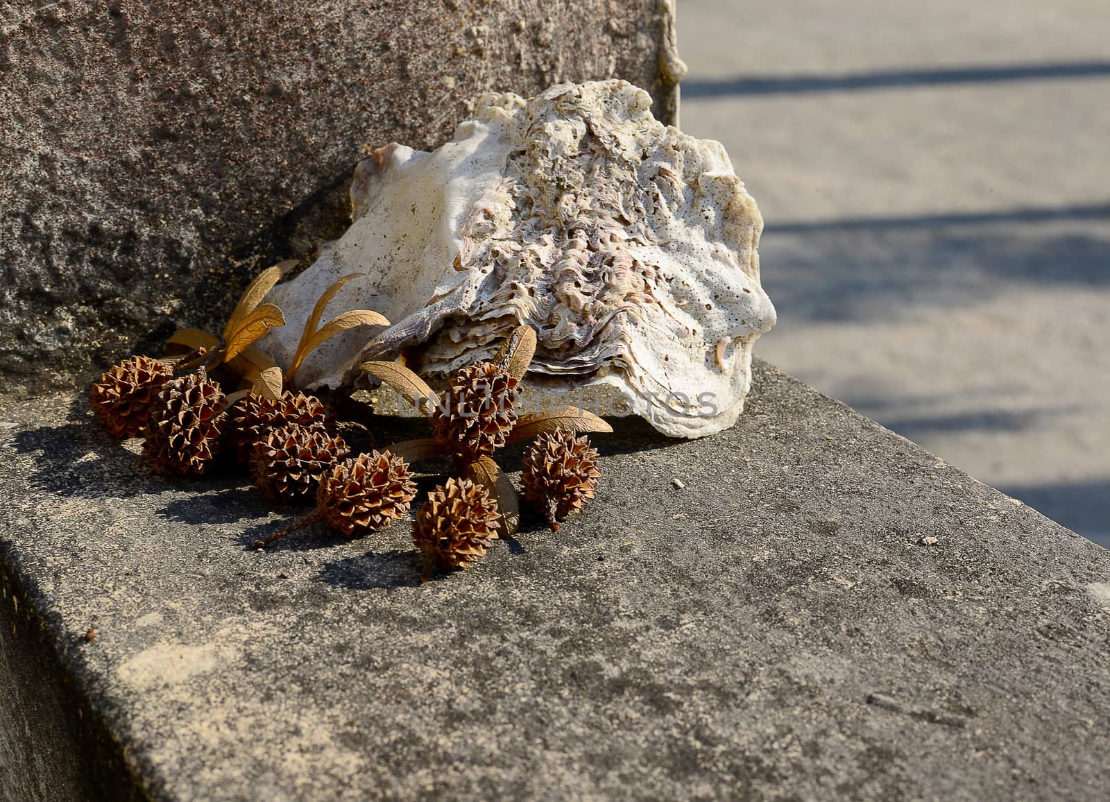 View of Dried Pine and Sea Shell on the cement wall