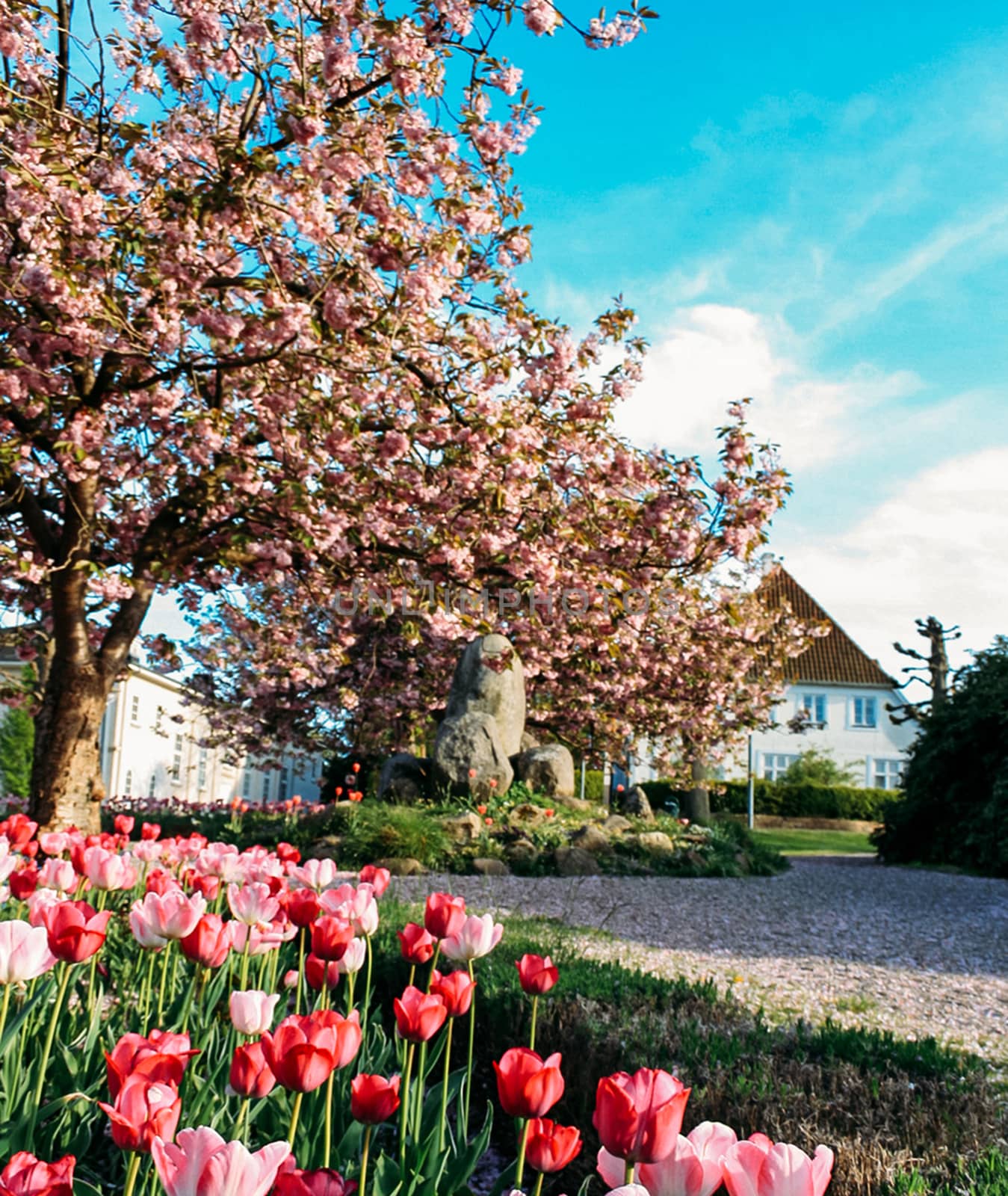 Tulips and blosom tree on traditional Danish rural street 