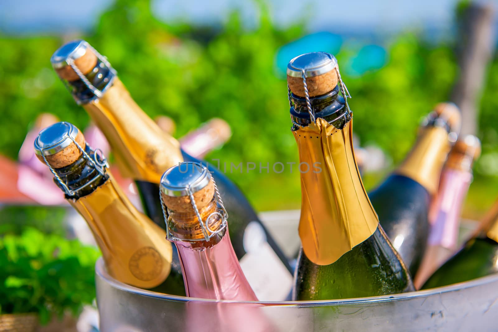 Bottles of champagne, sparkling wine in cooler at wedding reception outdoors, wedding and summer party concept